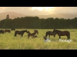 Horses Grazing 2 3243